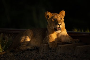 Aslan yavrusu şafakta demiryolunun yanında yatıyor.