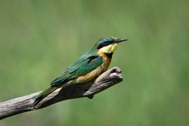 Çıplak dalda küçük bir arı yiyici profili
