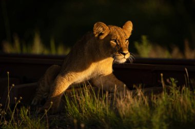 Yakıt lambalı aslan yavrusu demiryolunda yatıyor.
