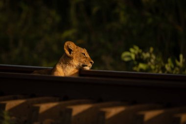 Aslan yavrusu başını demiryoluna dayamış yatıyor.