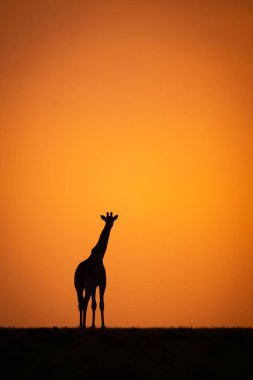 Masai zürafası gün batımında ufukta duruyor.