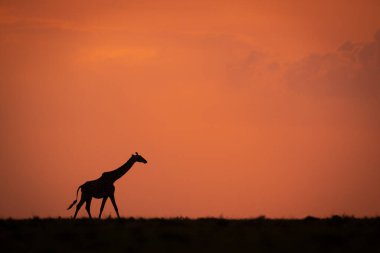 Gün batımında ufuk boyunca yürüyen Masai zürafası.