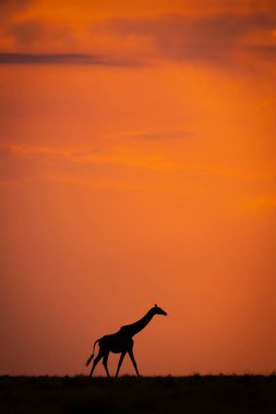 Masai zürafası gün batımında ufuk boyunca yürüyor.