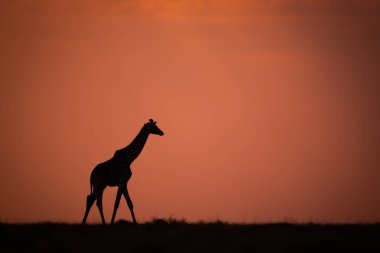 Masai zürafası gün batımında ufuk çizgisinde yürüyor.