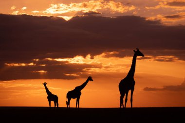 Masai zürafaları gün batımında ufukta duruyor.