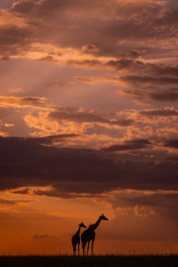 Masai zürafaları gün batımında ufukta belirir.