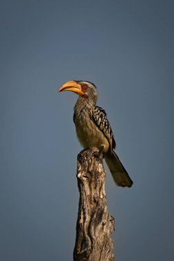 Güney sarı gagalı boynuz gagalı, kütüğünde fener olan.