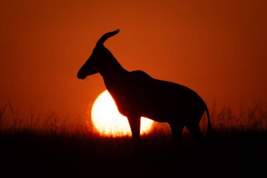 Topi gün doğumunda ufukta siluette