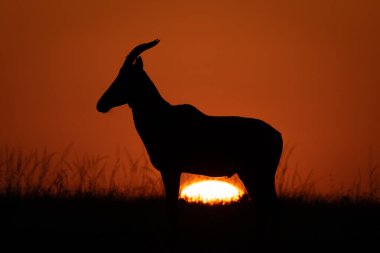 Topi gün doğumunda ufuk çizgisinde siluet içinde