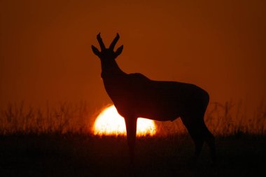 Topi ufukta gün doğumunda siluette