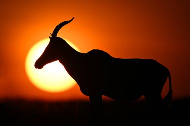 Topi ufukta duruyor. Güneşin silueti altında.