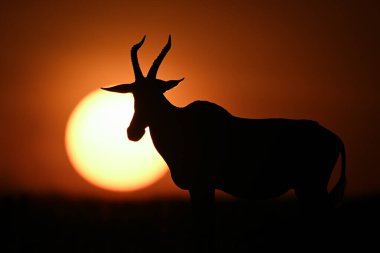 Topi ufukta yükselen güneşin yanında duruyor