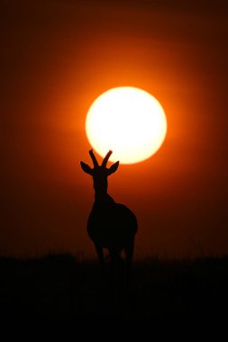 Topi ufukta duruyor Güneşin altında siluet
