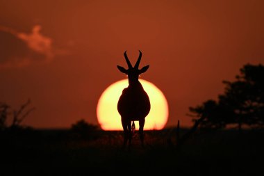 Topi gün batımında kameranın karşısında duruyor.