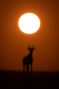 Topi yükselen güneşin altında duruyor siluette