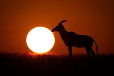Topi, güneşin doğuşunun yanında duruyor.