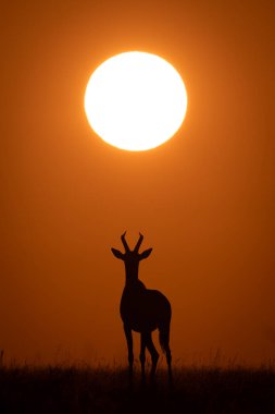 Topi, yükselen güneşin altında kameraya bakıyor.