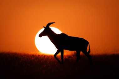 Topi ufukta yükselen güneşin yanından geçiyor