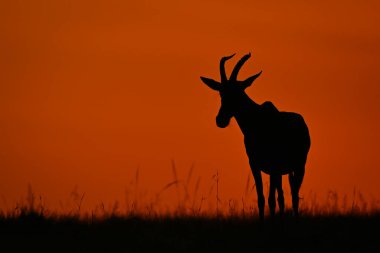 Topi ufukta gün doğumunda siluetinde duruyor.
