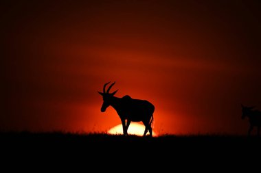 Topi şafak vakti ufuk boyunca yürür.