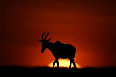 Topi gün doğumunda ufuk boyunca yürür.