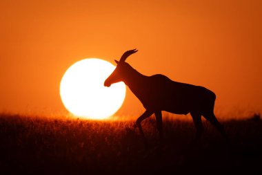 Topi ufukta yükselen güneşin yanından geçiyor.