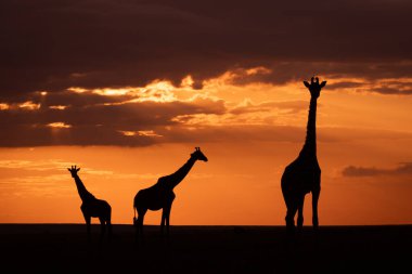 Gün batımında ufukta duran Masai zürafaları.