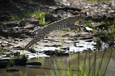 Serval, nehrin üzerinden atlarken havada arkadan aydınlandı