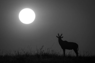 Mono topi gün doğumunda ufukta belirdi