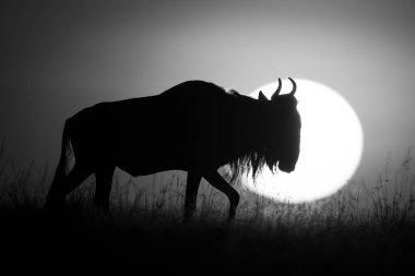 Ufukta gün doğumunda yürüyen tek başlı antiloplar.