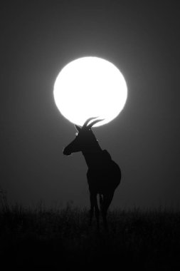 Mono topi güneşin altında duruyor.