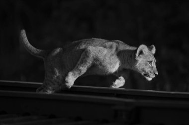 Mono aslan yavrusu şafakta trenden atlar.