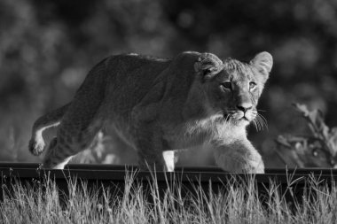 Mono aslan yavrusu gün doğumunda demiryolundan geçiyor.