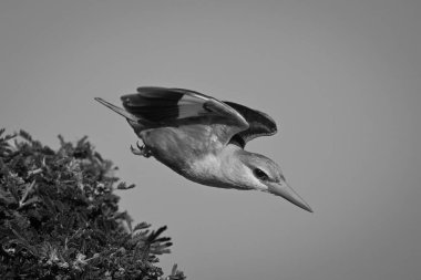 Kır Saçlı Kral Balıkçısı çalı çırpı kanatları takarak geçiyor