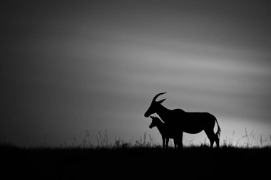Mono topi gün doğumunda buzağıyla duruyor.