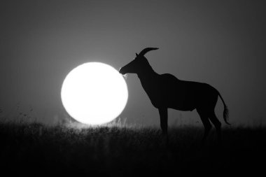 Mono topi güneşin yanında duruyor.