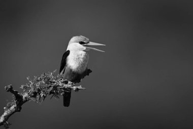 Daldaki gri başlı balıkçı gagasını açıyor.