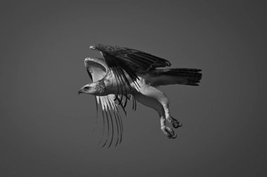 Tek dövüş kartalı açık gökyüzünde uçar