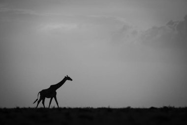 Gün batımında ufuk boyunca yürüyen tek bir zürafa.