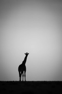 Mono zürafası gün batımında ufukta duruyor.