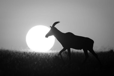 Mono topi ufukta güneşin yanından geçiyor.