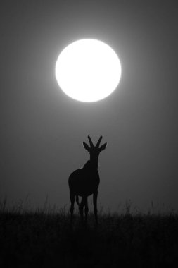 Mono topi güneşin altında duruyor siluette