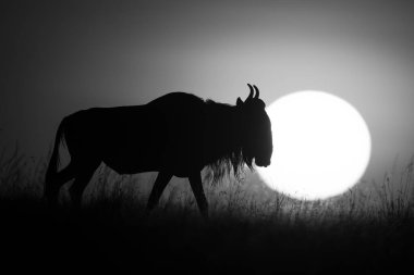 Mono antilopları gün doğumunda ufukta yürürler.