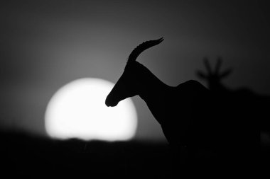 Topi siluetinin güneşe karşı tek çekim görüntüsü