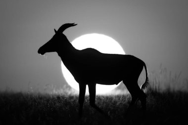 Ufuktaki mono topi yükselen güneşi geçer