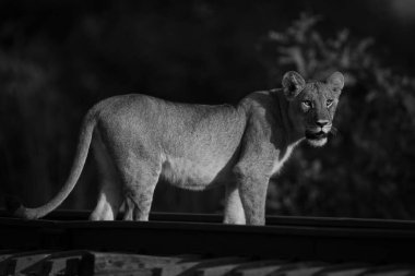 Mono aslan yavrusu demiryolunda başını çeviriyor