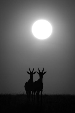 Yükselen güneşin altında tek göz kameraya bakıyor.