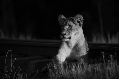 Mono aslan yavrusu gün doğumunda demiryolunun yanında