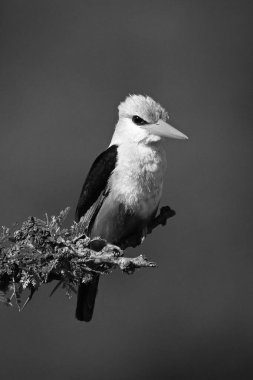 Mono gri saçlı balıkçı, fenerli kamerayı izliyor.