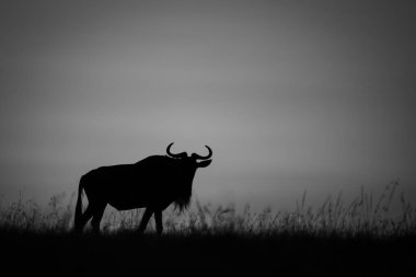 Mono antilopları gün doğumunda ufuk boyunca yürür.